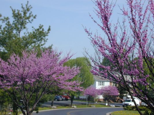 Redbud [. -]