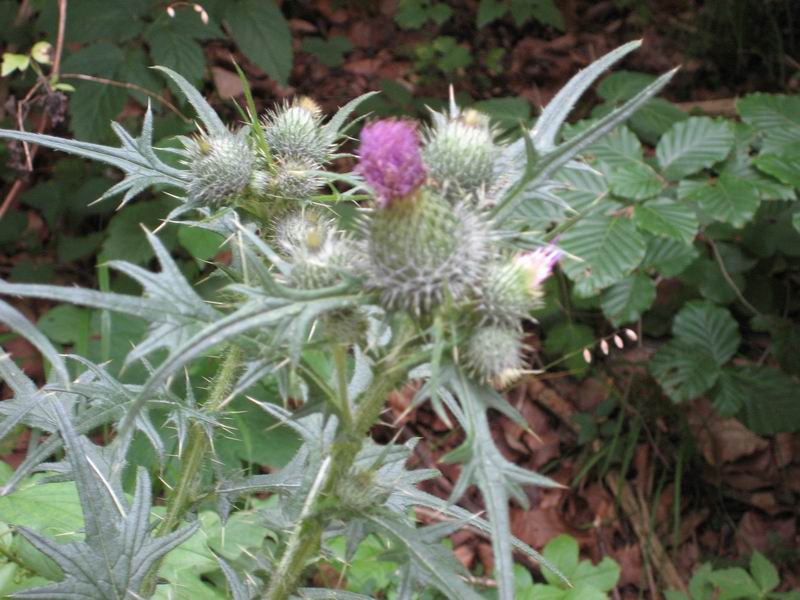 Чертополох Thistle шотландский