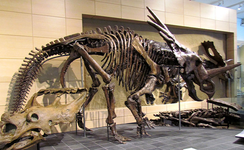 styracosaurus [wikipedia]