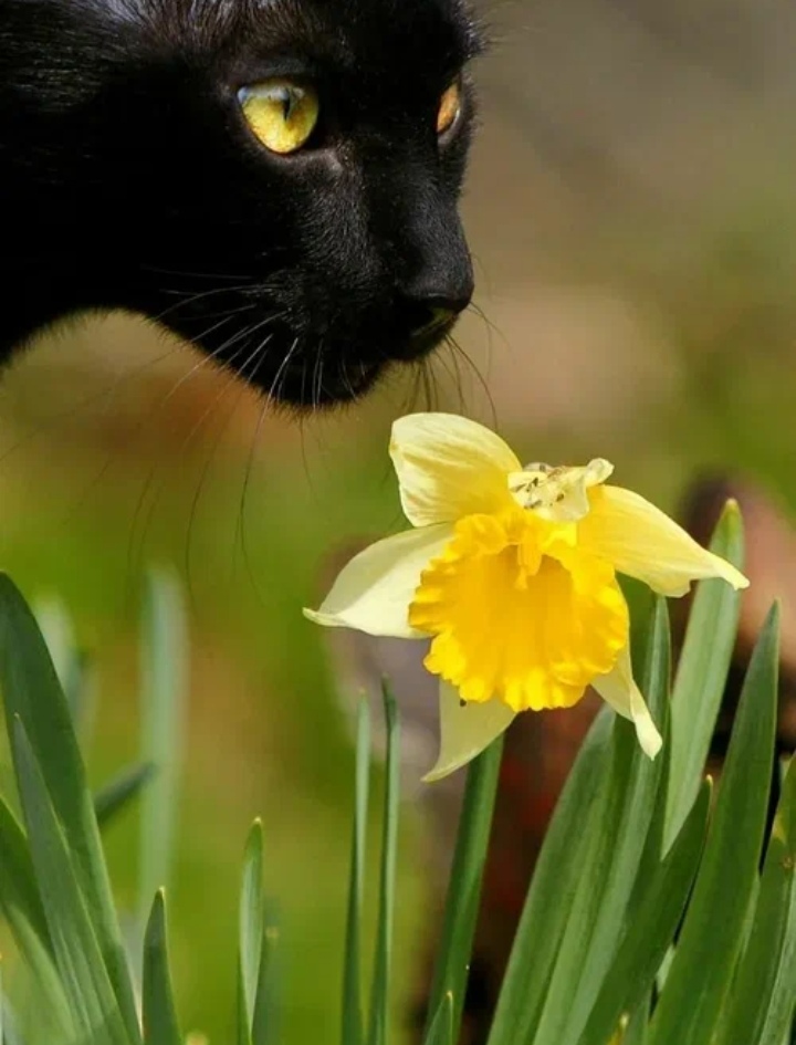 Schwarze Katze Dusya [Sabaeva Darya]