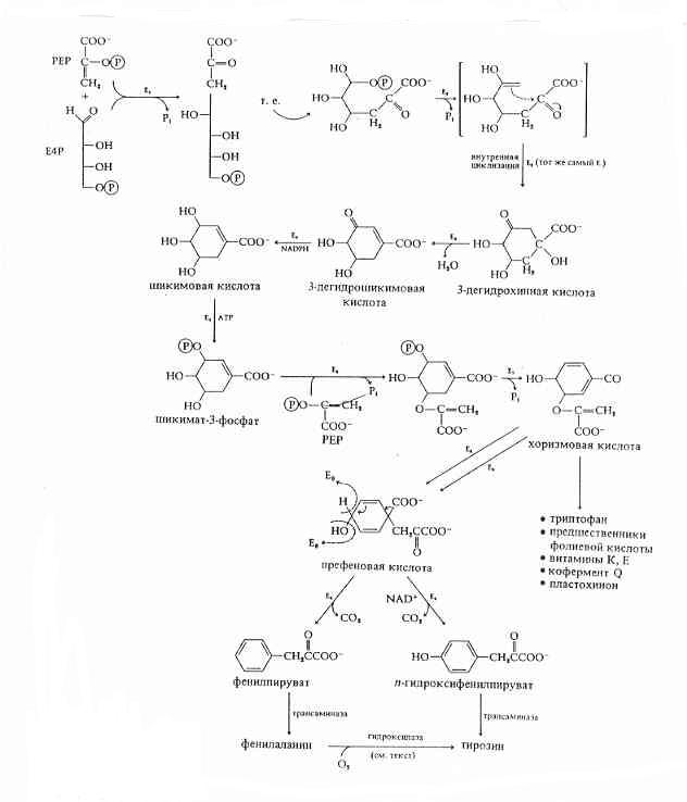 Metabolism of aromatic amino acids [O.V.Mosin]