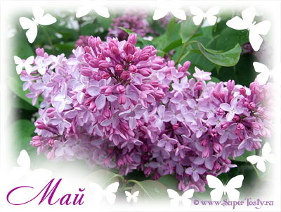 http://www.proza.ru/pics/2012/03/10/1798.jpg