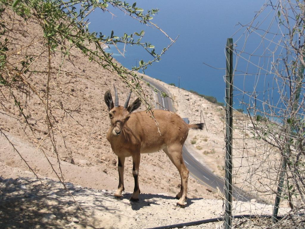 Capra ibex nubiana []