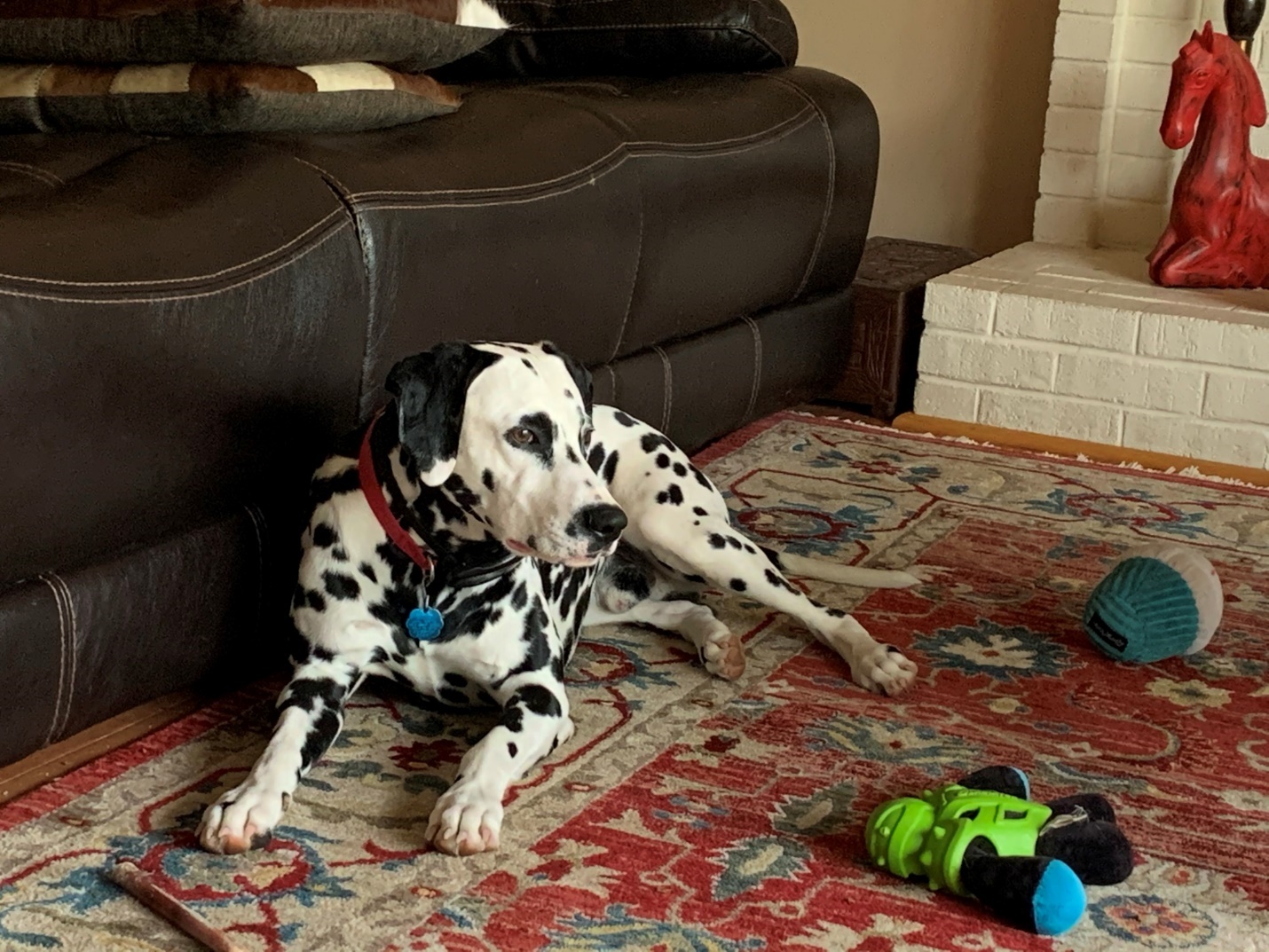A dog lying on the floorAI-generated content may be incorrect.