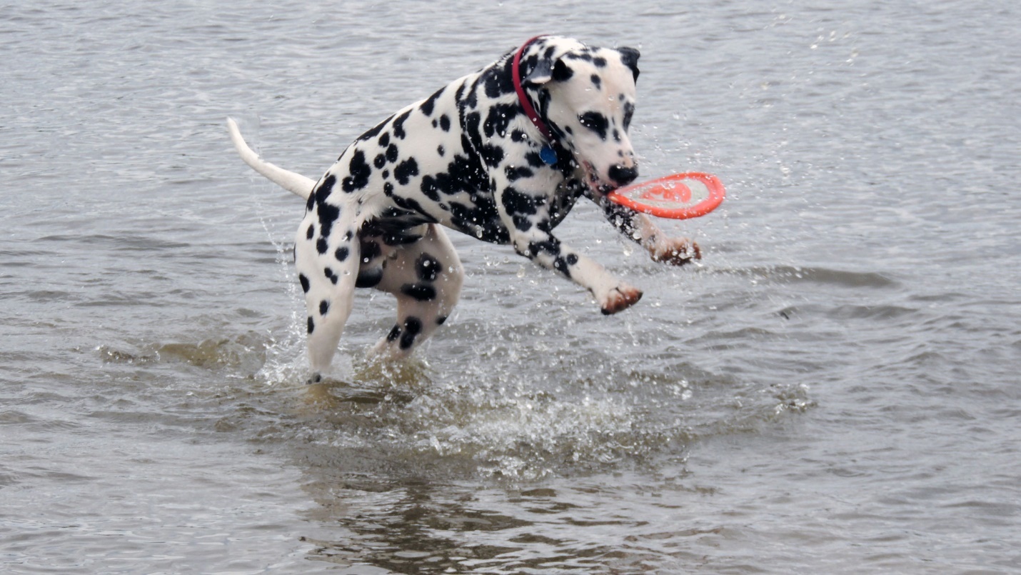 A dog jumping in water with a frisbeeAI-generated content may be incorrect.