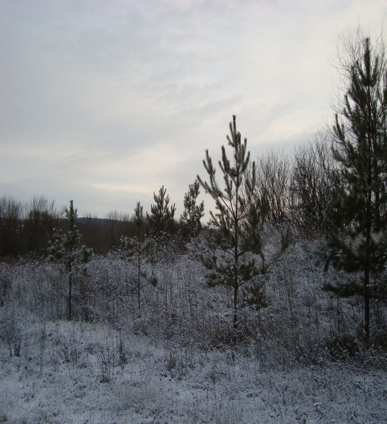 C:\Users\Asus\Downloads\\,  3-5.01.25\DSC06082.JPG