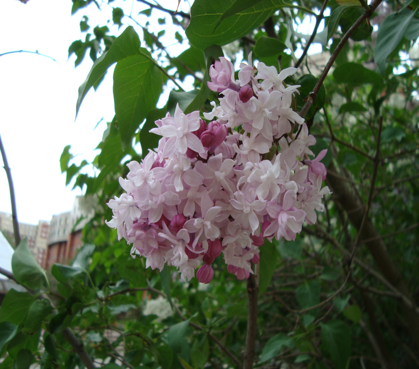 D:\Копия диска Д 01.03.2022 НЕ УДАЛЯТЬ!\Фото с мыльницы\Разное, сброшено\DSC04351.JPG