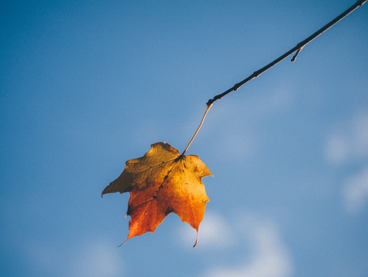leaf_autumn_fall_maple_leaf_nature-21324