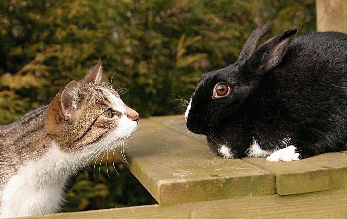 https://pets-expert.ru/wp-content/uploads/2018/07/7-4.jpg