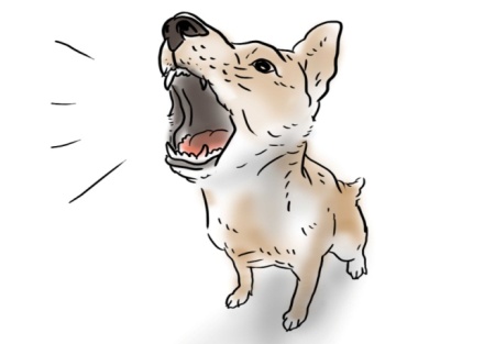 https://www.wikihow.com/images/d/da/Stop-a-Small-Dog-from-Barking-at-You-Step-13-Version-3.jpg