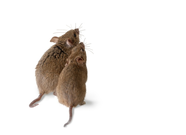 https://d33byq9npfy6u9.cloudfront.net/2/2018/12/rats.jpg
