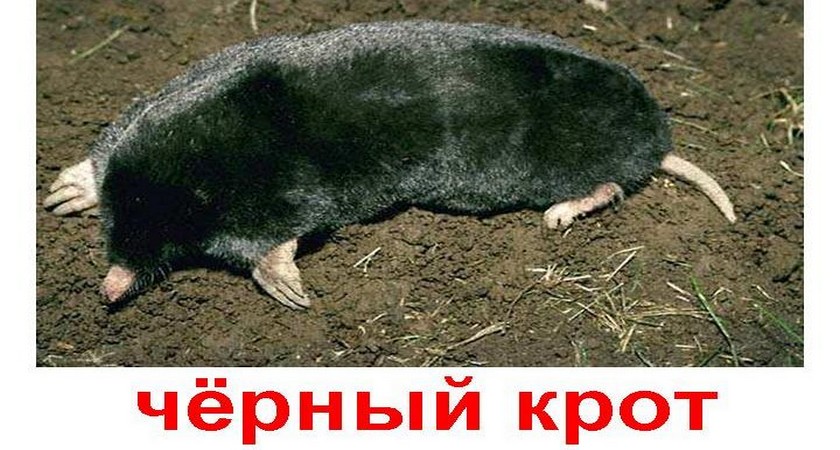 http://hloptarakan.ru/wp-content/uploads/2017/03/CHjornyj-krot.jpg