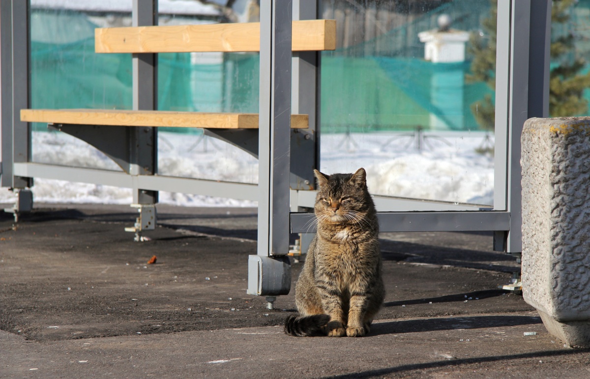 https://photocentra.ru/images/main49/497715_main.jpg