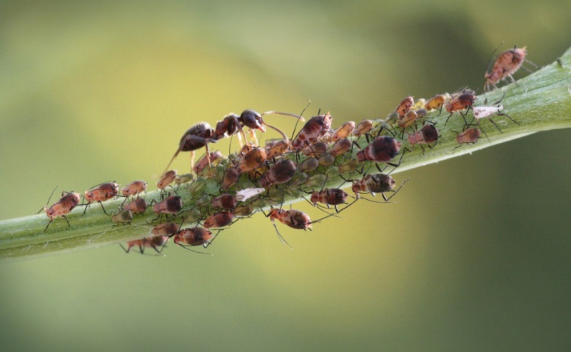 http://www.origins.org.ua/pictures/photo_ants_6.jpg