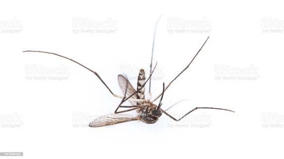 https://media.istockphoto.com/photos/single-dead-aedes-isolated-on-white-picture-id481699482