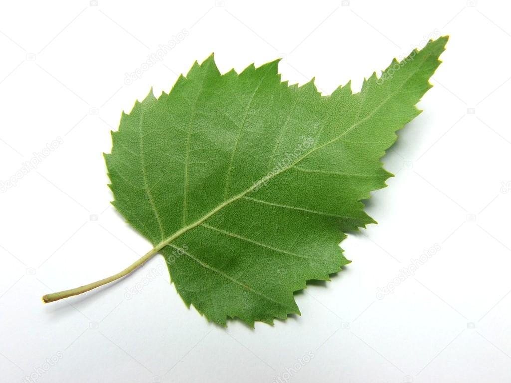 http://static3.depositphotos.com/1003780/174/i/950/depositphotos_1740666-Birch-leaf.jpg