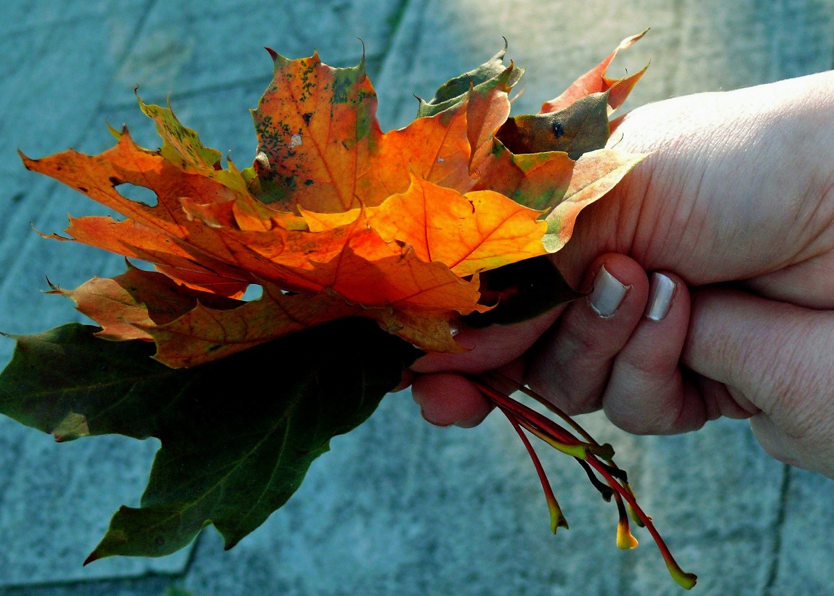 https://c.pxhere.com/photos/bf/0f/fall_leaves_autumn_colours_fall_foliage_autumn_time_of_year_leaves_emerge_golden_autumn-1361953.jpg!d